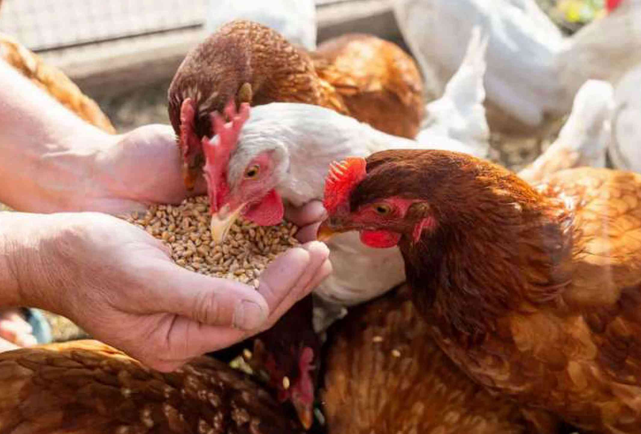 About Biofeed International